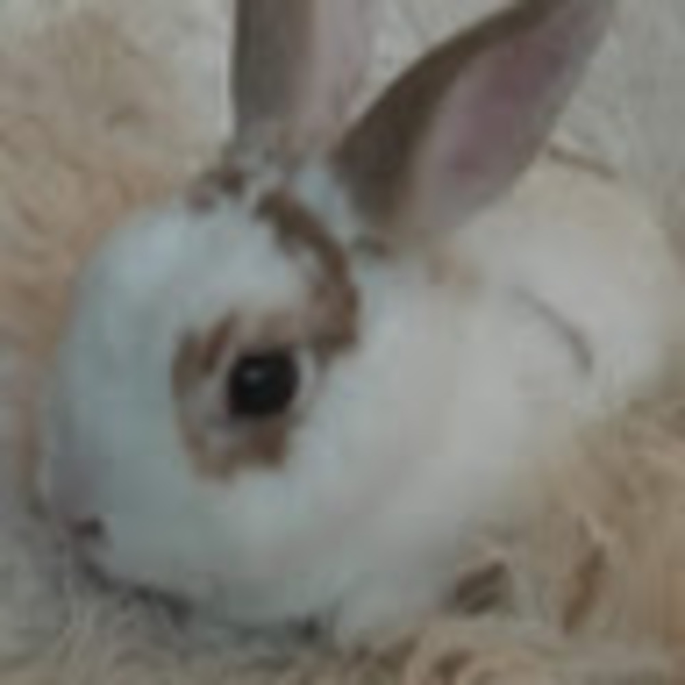 Meet your Posher, Sophia